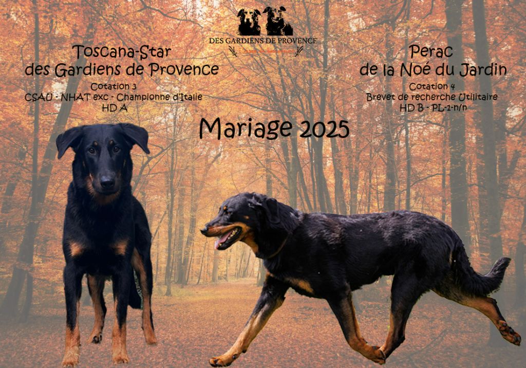 Des Gardiens De Provence - Prochain mariage à l'élevage 