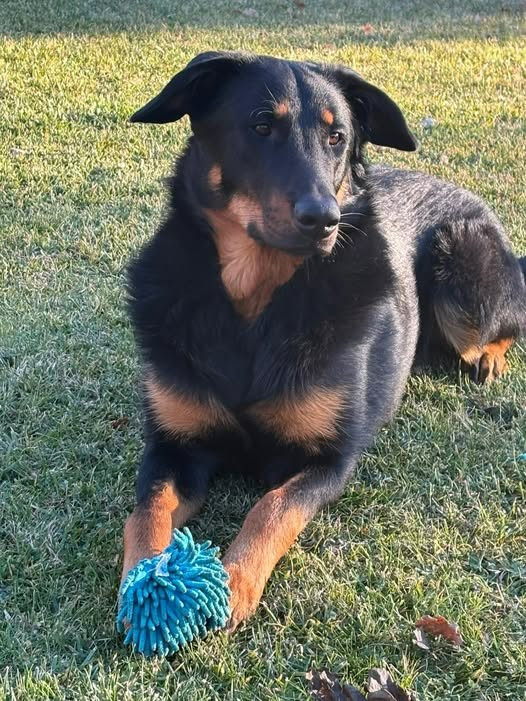 Végas-jack Des Gardiens De Provence