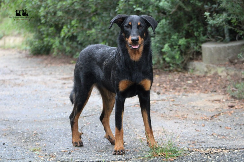Vittoria-lea Des Gardiens De Rome