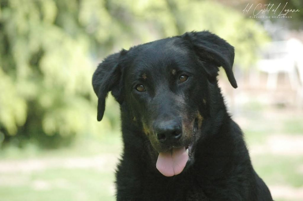 Roxane Des Gardiens De Provence