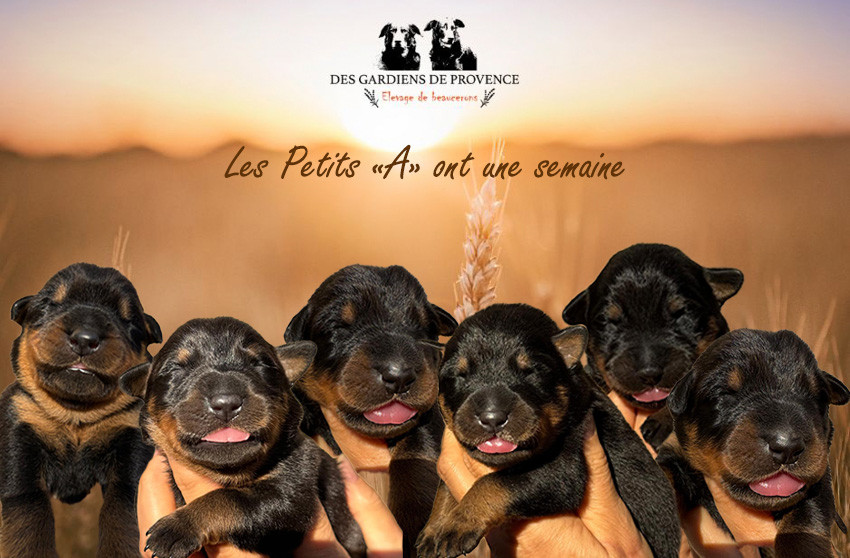 Les bébés ont une semaine