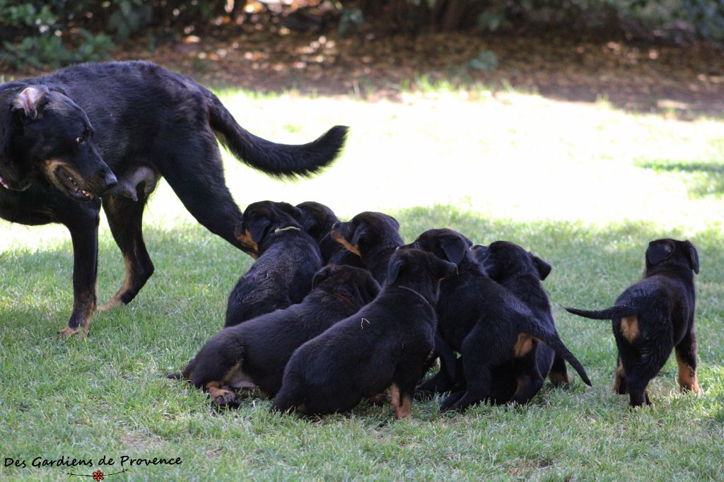 Des Gardiens De Provence - Le bonheur en famille