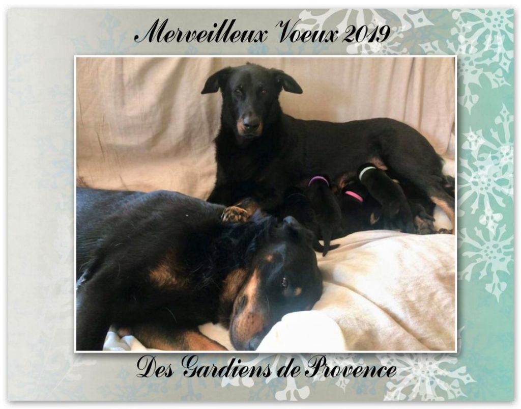 Des Gardiens De Provence - Meilleurs Voeux 2019