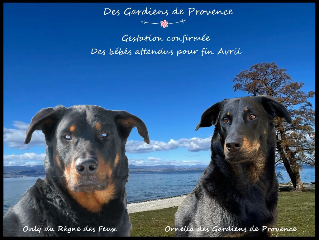 Des Gardiens De Provence - Des bébés attendus à l'élevage