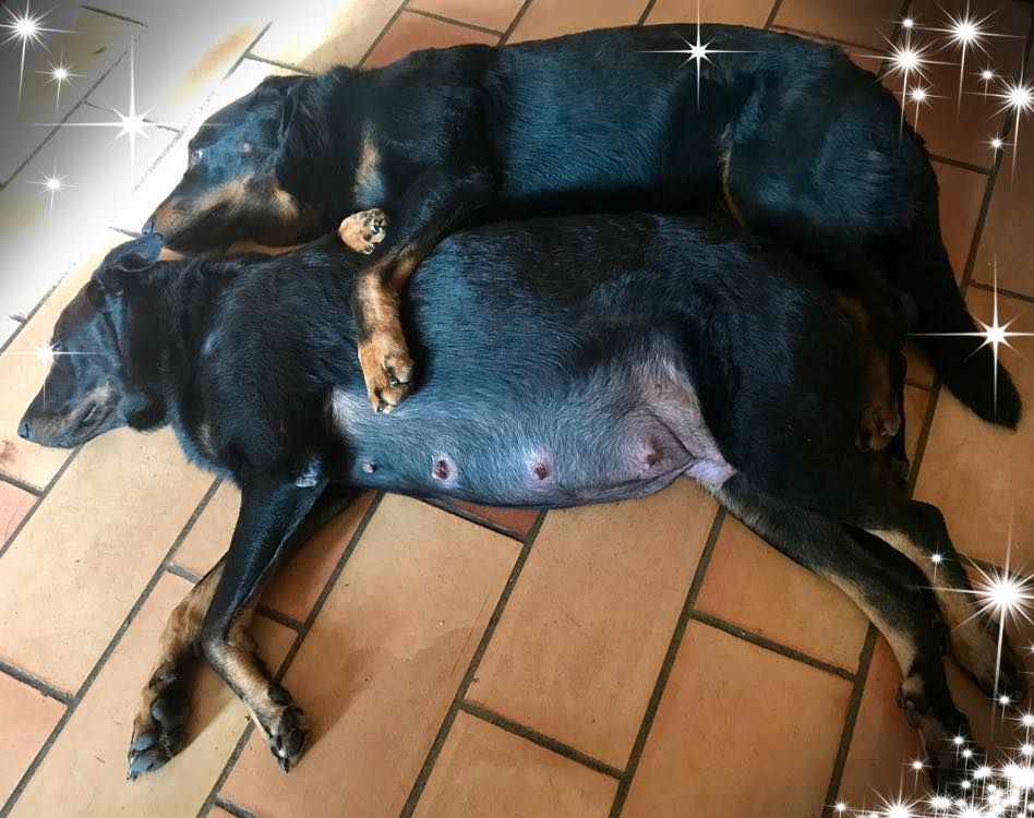 Des Gardiens De Provence - Lea et Jack attendent leurs bébés