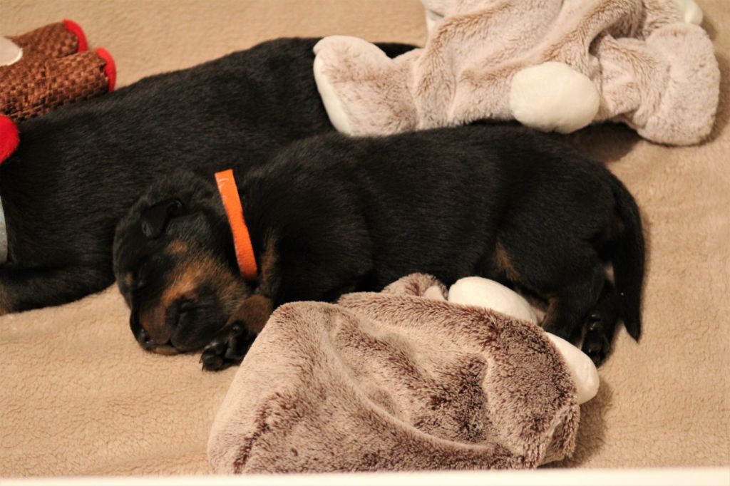 Les chiots