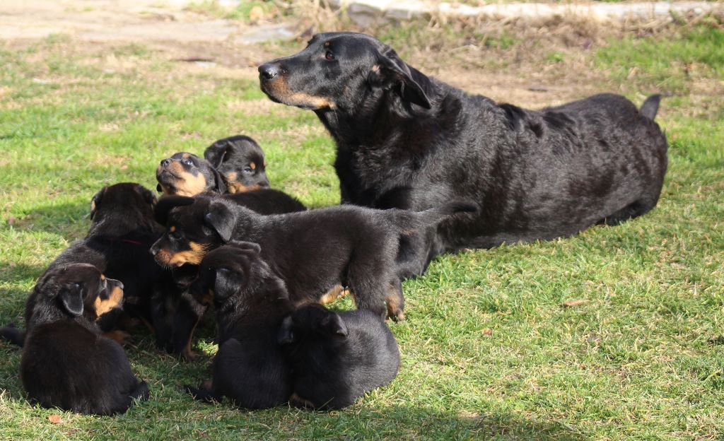 Chiot Berger de Beauce Des Gardiens De Provence