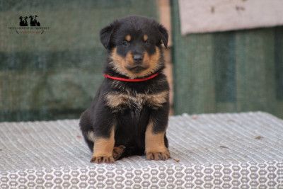 Aby des Gardiens de Provence
