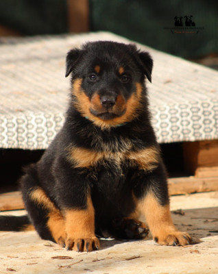 Atlas des Gardiens de Provence