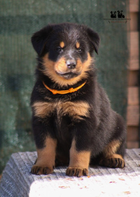 Mademoiselle "Orange"