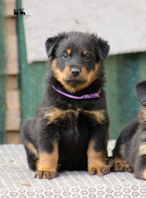 Mademoiselle "Violette"