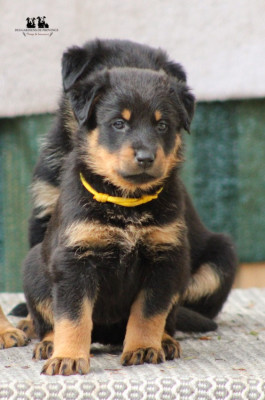 Mademoiselle "Jaune"