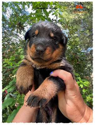 CHIOT