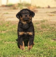 CHIOT