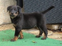 CHIOT