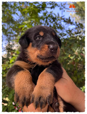 CHIOT