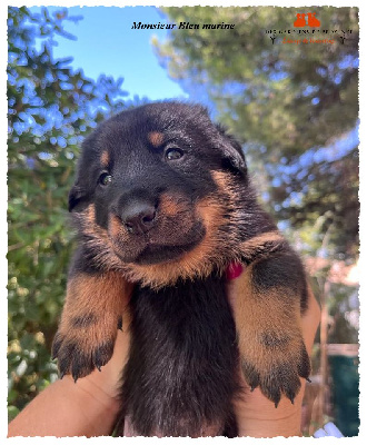 CHIOT