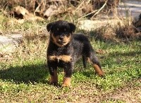 CHIOT
