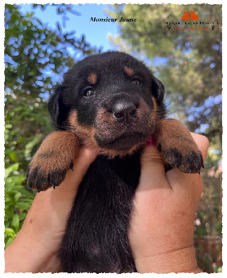 CHIOT