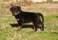 CHIOT