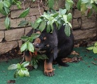 CHIOT