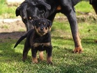 CHIOT