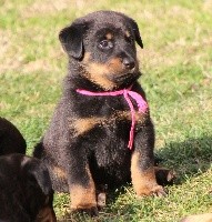 CHIOT
