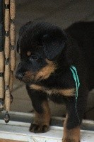 CHIOT