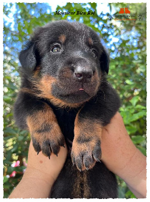 CHIOT