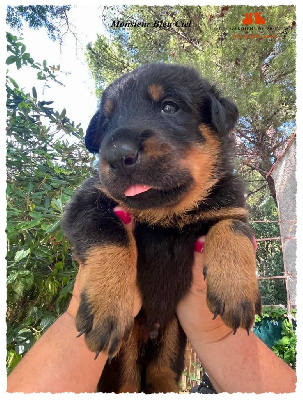 CHIOT
